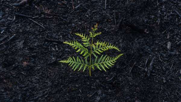 A fern grows from ashes after significant bushfires in Tasmania, Australia.